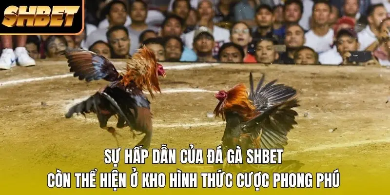 Sự hấp dẫn của đá gà SHBET còn thể hiện ở kho hình thức cược phong phú Sự hấp dẫn của đá gà SHBET còn thể hiện ở kho hình thức cược phong phú